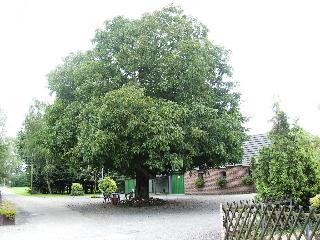 Der Nussbaum im Hof